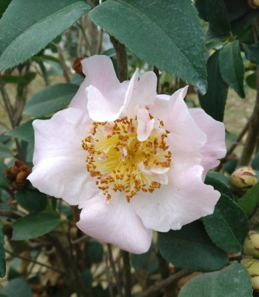 一日一花：4.山茶花安全高效施肥技術