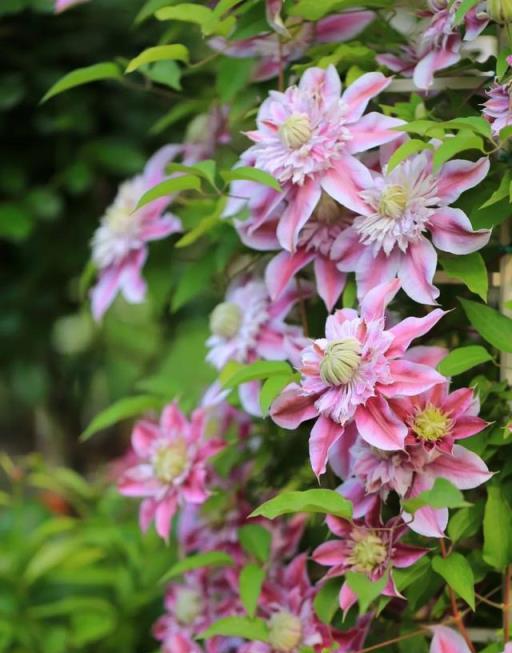 想要春天繁花似錦，這份春季花園清單收好就對了