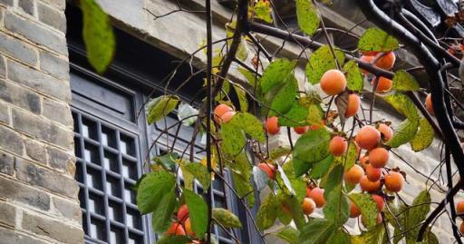 春天別隻種花，還可以種「果樹」，看著不起眼，越養「好處」越多