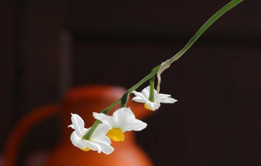 水仙，宋朝人的頂級「網紅」花卉