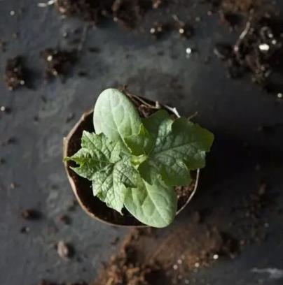 她往花盆裡加點這個，再也不怕積水爛根，3天黃葉變綠葉