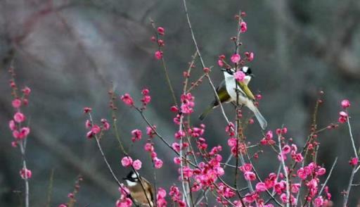 八首桃花詩詞：桃花嫣然出籬笑，似開未開最有情