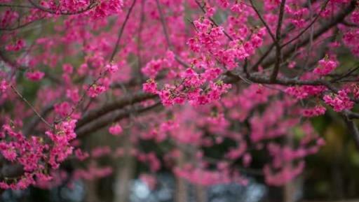 八首桃花詩詞：桃花嫣然出籬笑，似開未開最有情