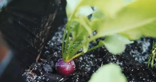 德國主婦將8㎡陽臺打造成菜園，不花一分錢種夠全家吃的菜