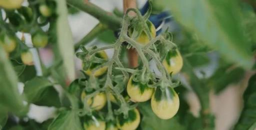 德國主婦將8㎡陽臺打造成菜園，不花一分錢種夠全家吃的菜