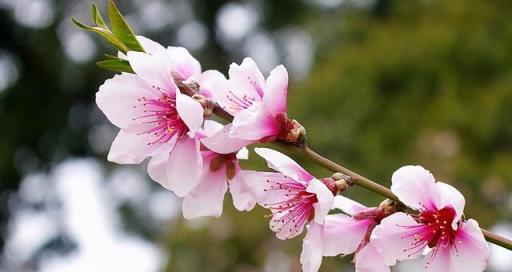 「詩詞鑑賞」三月桃花開，十首桃花的詩詞，驚豔了整個春天