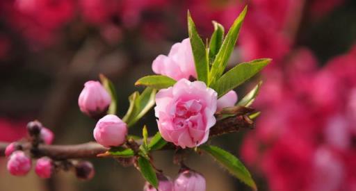 「詩詞鑑賞」三月桃花開，十首桃花的詩詞，驚豔了整個春天