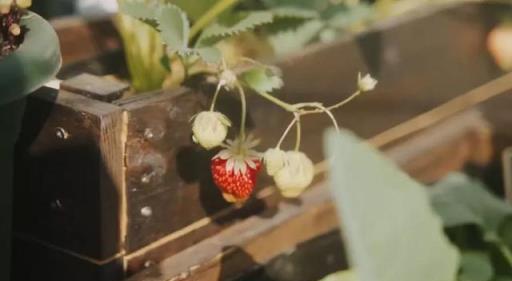 德國主婦將8㎡陽臺打造成菜園，不花一分錢種夠全家吃的菜