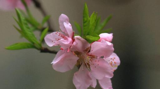 「詩詞鑑賞」三月桃花開，十首桃花的詩詞，驚豔了整個春天