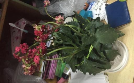 年後逛花市，發現7種花狀態不好，低價買回來，掌握竅門就能救活