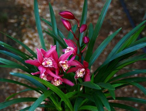 別養茶花月季了，它是建蘭「香花之王」，一年開花4次，好養活