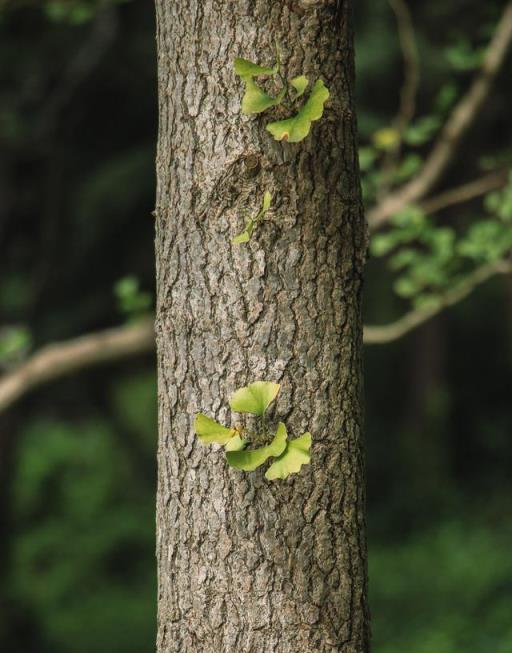 進入3月植樹忙，有空地就種「4種樹」，能看能吃，越大價值越高