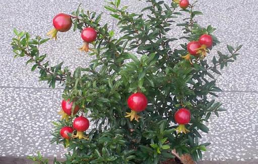 春天別隻種花，還可以種「果樹」，看著不起眼，越養「好處」越多