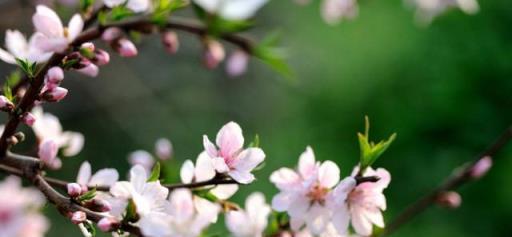 「詩詞鑑賞」三月桃花開，十首桃花的詩詞，驚豔了整個春天