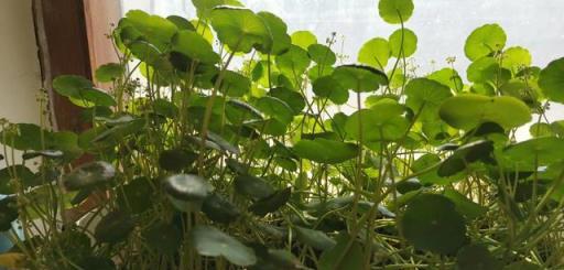 城市家庭養花，這幾款植物給點水就能活，建議收藏。