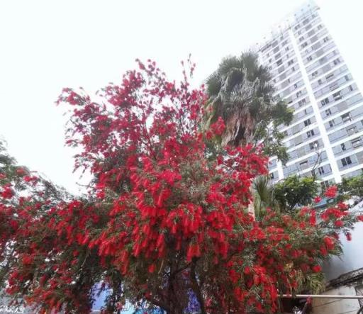 很是好看的8種紅花灌木植物，有的適合盆栽，或養成院子裡的花樹