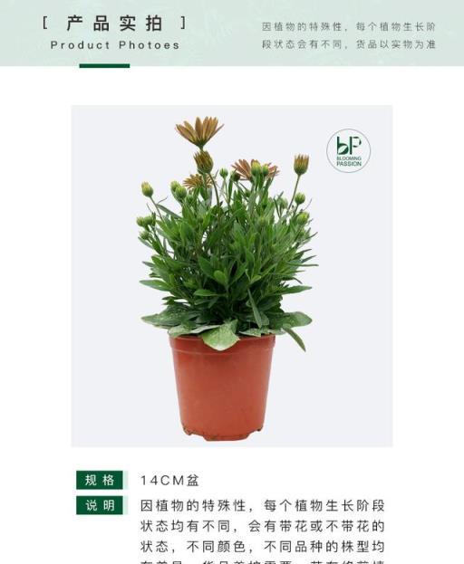 高階復古系菊花—南非萬壽菊，你種過沒？