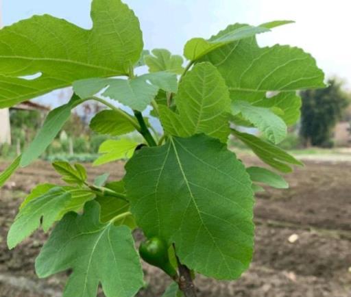 陽臺如何養無花果？記住幾點，當年就掛果了，果子又大又甜