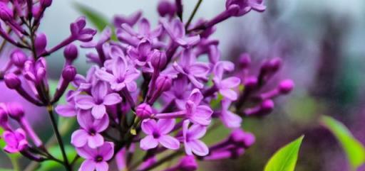 丁香花開滿城香，十首丁香花的古詩詞，綻滿枝頭，如霞如煙