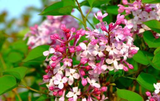 丁香花開滿城香，十首丁香花的古詩詞，綻滿枝頭，如霞如煙