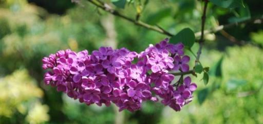 丁香花開滿城香，十首丁香花的古詩詞，綻滿枝頭，如霞如煙