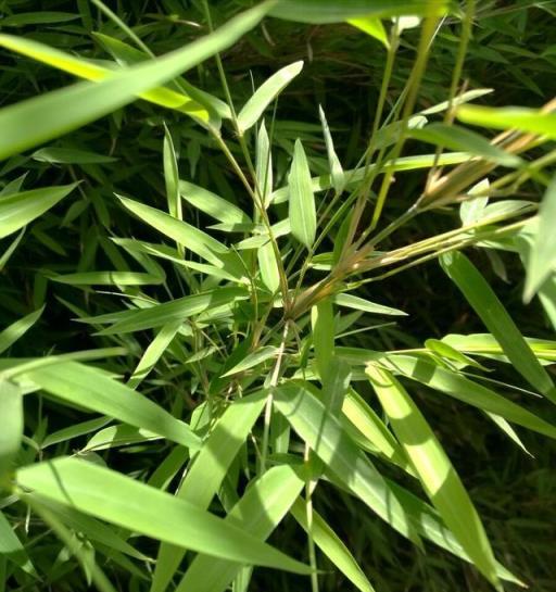 客廳風水之選,四種旺財竹的藝術與養護-imomo植物識別