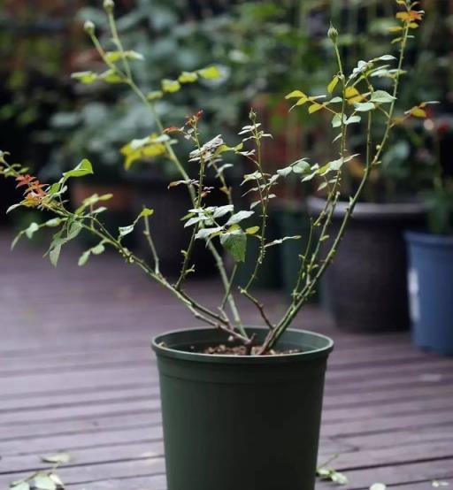 有3種花，春季絕對不可以修剪，這樣才能花苞更多，枝枝有花