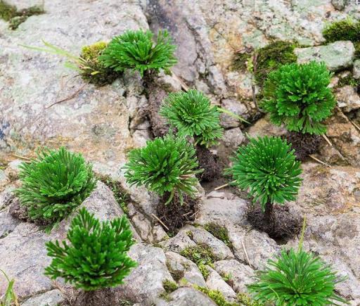 外出遇到5種「雜草」，別忽視，能吃能觀賞，價值高