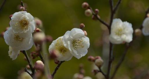 梅花冬季室內怎麼養？注意4點養護，花香色豔惹人愛