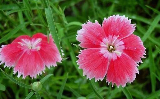 院子有空地，撒上4種花種子，都是開花小能手，奼紫嫣紅很好看