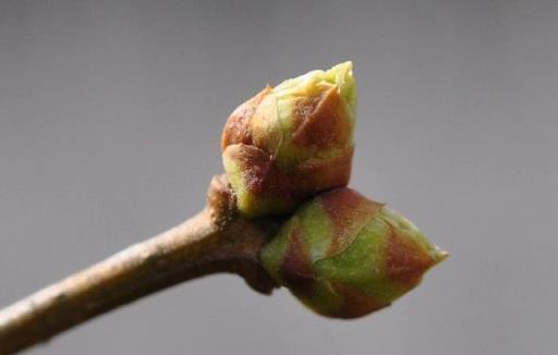 跟拍植物：紫丁香、白丁香、暴馬丁香