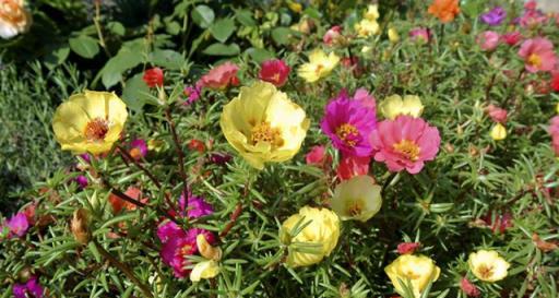 有院子別種五種花，今年種一棵，明年「氾濫成災」，想清除掉都難