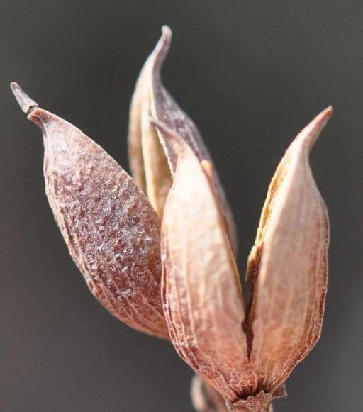 跟拍植物：紫丁香、白丁香、暴馬丁香