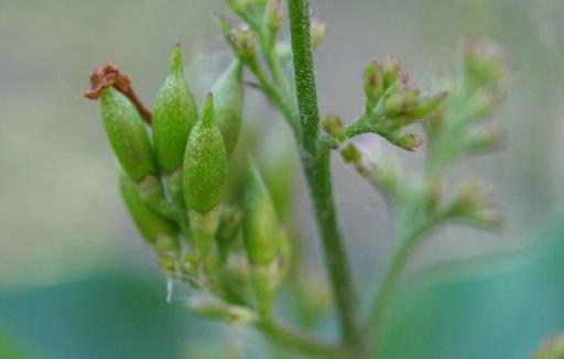 跟拍植物：紫丁香、白丁香、暴馬丁香