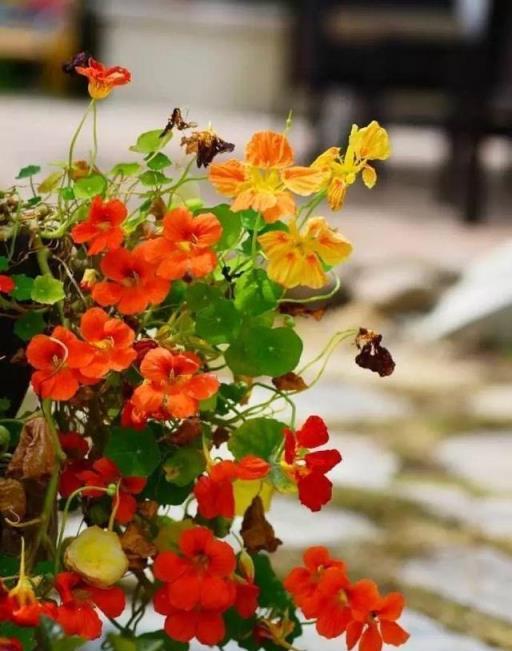 5種「不怕晒」的草本植物，逛花市看到別猶豫，回家就開花