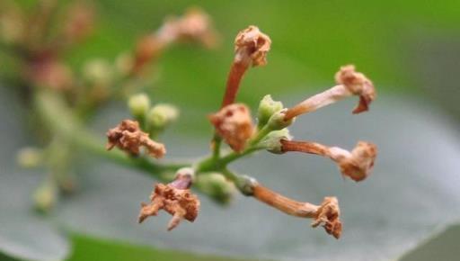 跟拍植物：紫丁香、白丁香、暴馬丁香