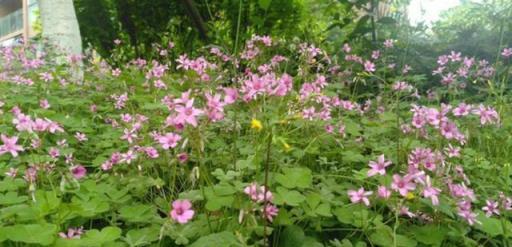 有院子別種五種花，今年種一棵，明年「氾濫成災」，想清除掉都難