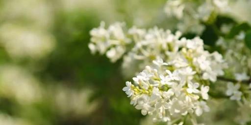 丁香花開滿城香，十首丁香花的古詩詞，綻滿枝頭，如霞如煙