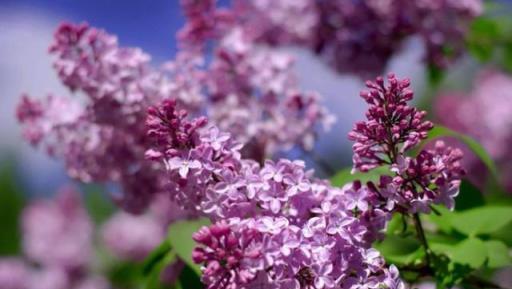 丁香花開滿城香，十首丁香花的古詩詞，綻滿枝頭，如霞如煙