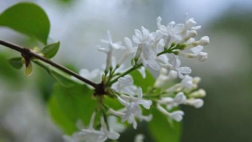 跟拍植物：紫丁香、白丁香、暴馬丁香