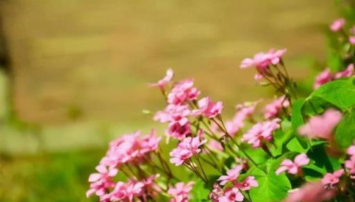 院子有空地，撒上4種花種子，都是開花小能手，奼紫嫣紅很好看