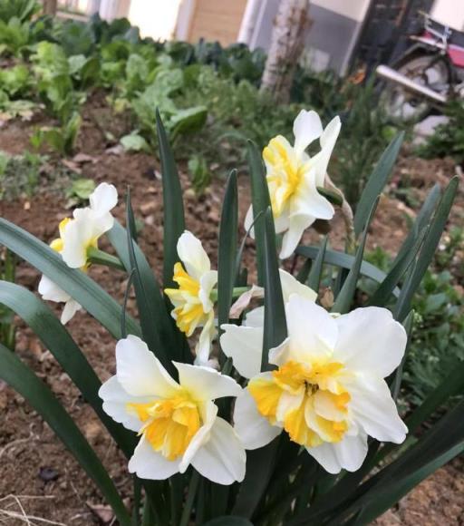 院子裡養什麼花好？有三種，秋天種下春天開花，非常美