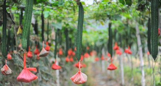 4月在家種「綠色蔬菜」絲瓜，用好3種肥，長得多口感好