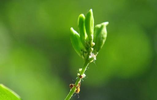 跟拍植物：紫丁香、白丁香、暴馬丁香