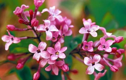 丁香花開滿城香，十首丁香花的古詩詞，綻滿枝頭，如霞如煙