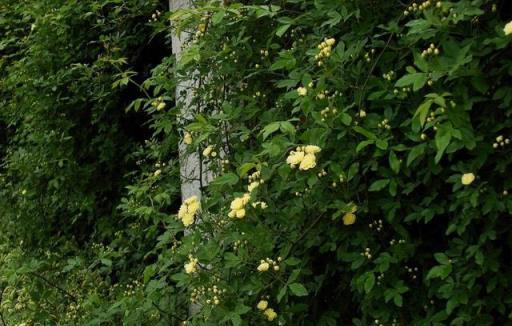 一棵木香花，爬成一面牆，開成花瀑布，「流淌著」到處都是花海