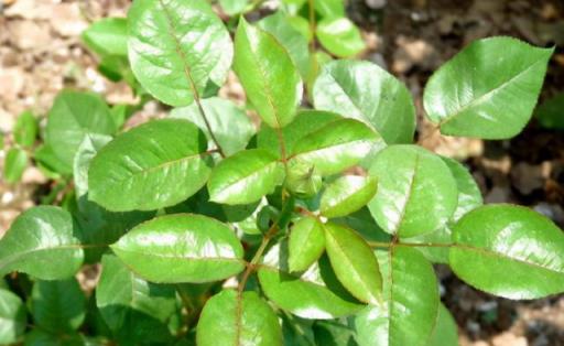 養花最「坑人」的妙招，老花匠都不敢用，養花新手千萬別嘗試