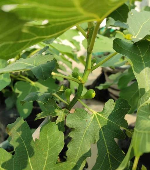 養好盆栽無花果，關鍵有「三點」，當年掛果，枝葉茂盛果子多