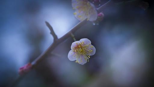 會員佳作｜吉龍生：「美麗中國、綠色江蘇」梅花風韻系列作品