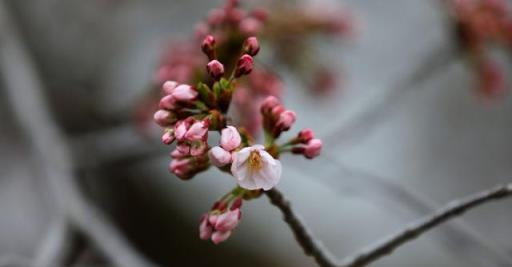 櫻花？紫葉李？傻傻分不清楚